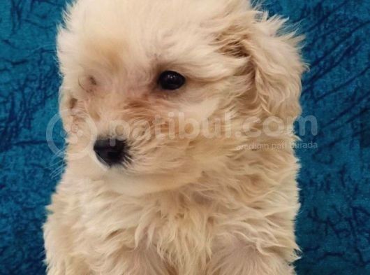 Muhteşem Maltipoo Prensesler görsel