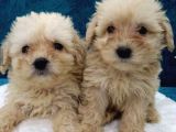 Muhteşem Maltipoo Prensesler