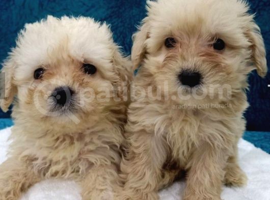 Muhteşem Maltipoo Prensesler görsel