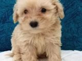 Muhteşem Maltipoo Prensesler