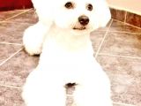 Şirin Maltese Yavrularımız