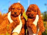 Toy Poodle Yavrularımız Ruhsatlı Çiftliğimizden