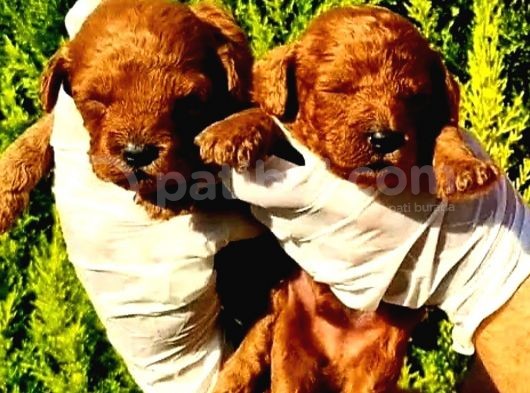Toy Poodle Yavrularımız Ruhsatlı Çiftliğimizden