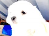 Şirin Maltese Yavrularımız