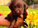 A Klas Labrador Retriever Yavrular