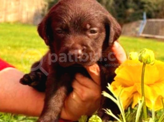 A Klas Labrador Retriever Yavrular görsel