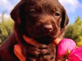 A Klas Labrador Retriever Yavrular