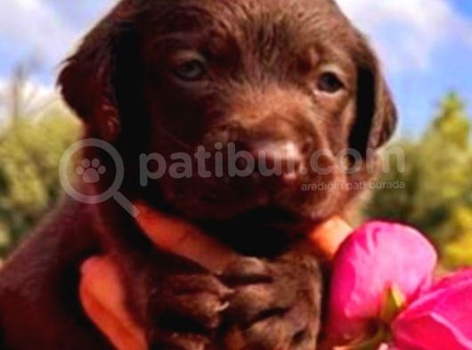 A Klas Labrador Retriever Yavrular görsel
