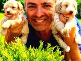 A klas Maltipoo Yavrularımız