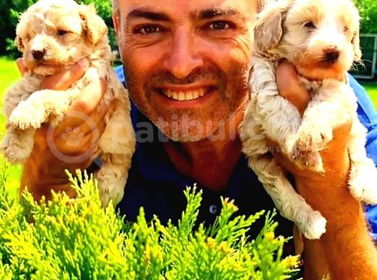 A Klas Maltipoo Yavrularımız