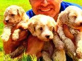 A Klas Maltipoo Yavrularımız