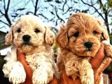 A Klas Maltipoo Yavrularımız