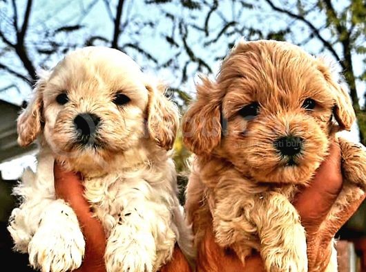 A Klas Maltipoo Yavrularımız görsel