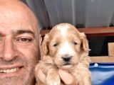 A Klas Maltipoo Yavrularımız