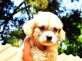 A Klas Maltipoo Yavrularımız