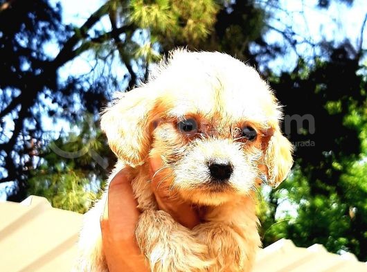 A Klas Maltipoo Yavrularımız görsel