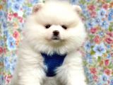 Safkan Pomeranian Boo Yavrularımız