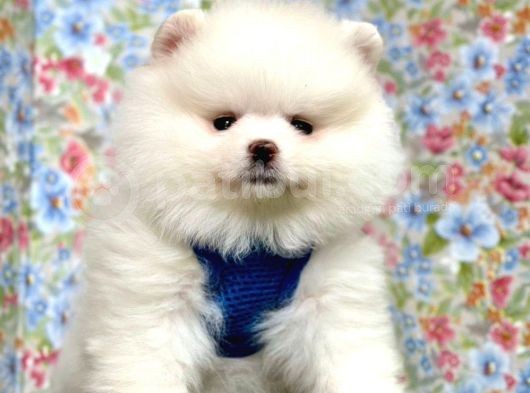 Safkan Pomeranian Boo Yavrularımız görsel