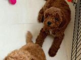 Orjinal Toy Poodle