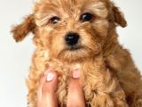 Orjinal Toy Poodle