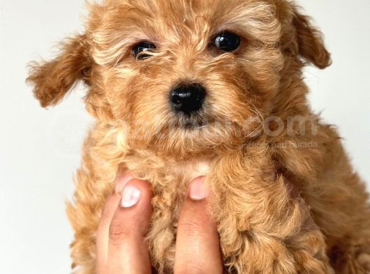 Orjinal Toy Poodle görsel