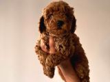 Orjinal Toy Poodle