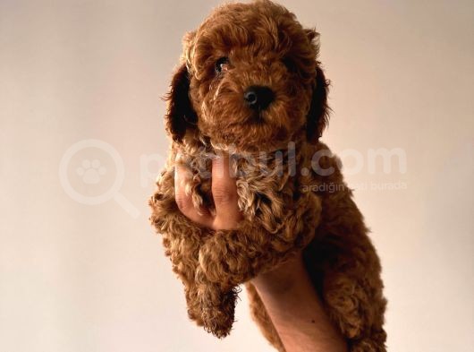 Orjinal Toy Poodle