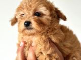 Orjinal Toy Poodle