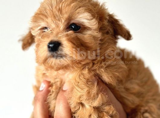 Orjinal Toy Poodle görsel