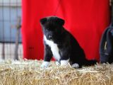Amerikan Akita Yavrular