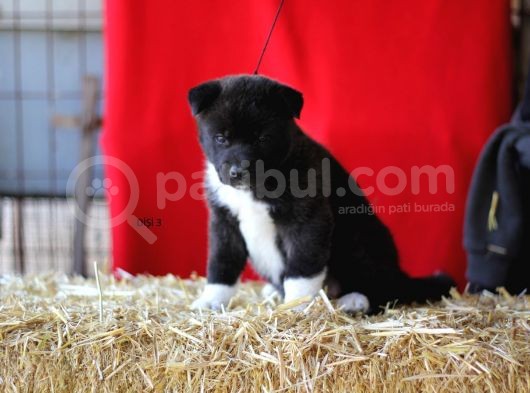 Amerikan Akita Yavrular görsel