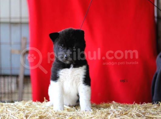 Amerikan Akita Yavrular