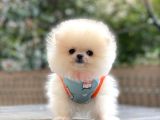 Show Kalite Pomeranian Boo Yavrular