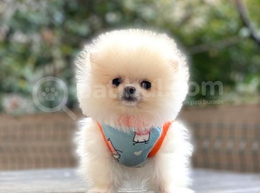 Show Kalite Pomeranian Boo Yavrular