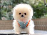 Show Kalite Pomeranian Boo Yavrular