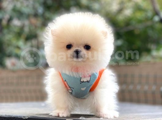 Show Kalite Pomeranian Boo Yavrular görsel
