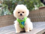 Show Kalite Pomeranian Boo Yavrular