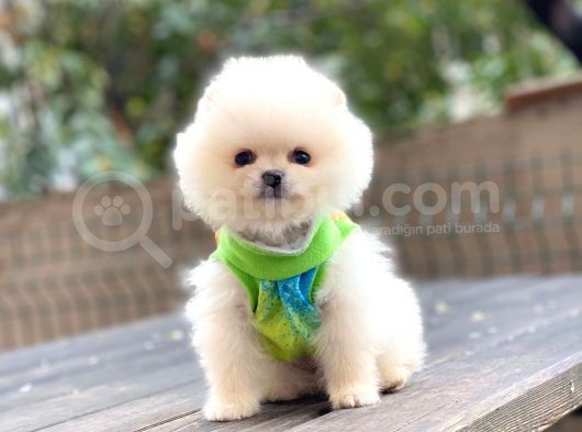 Show Kalite Pomeranian Boo Yavrular
