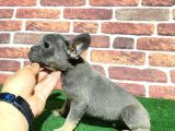 Minik Blue French Bulldog Korsanlar