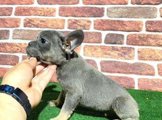Minik Blue French Bulldog Korsanlar görsel
