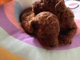 Anne Altından Red Brown Toy Poodle Yavrularımız