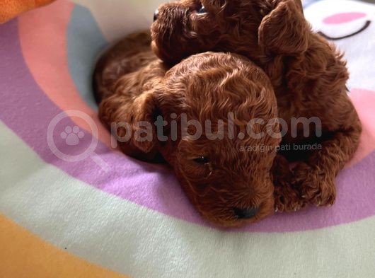 Anne Altından Red Brown Toy Poodle Yavrularımız görsel