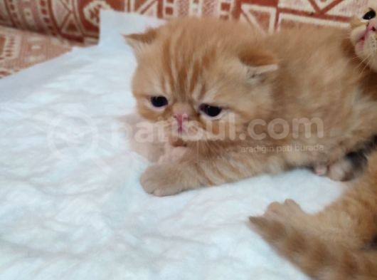 Sağlıklı Exotic Irkı Kısa Tüylü Yavrular görsel