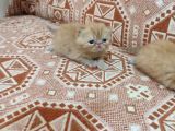 Sağlıklı Exotic Irkı Kısa Tüylü Yavrular