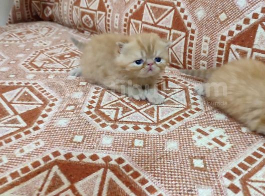 Sağlıklı Exotic Irkı Kısa Tüylü Yavrular görsel