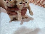 Sağlıklı Exotic Irkı Kısa Tüylü Yavrular