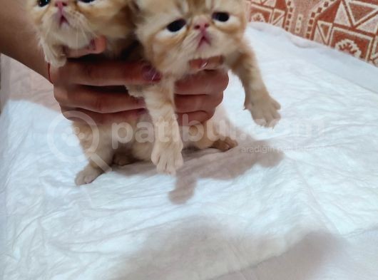 Sağlıklı Exotic Irkı Kısa Tüylü Yavrular görsel