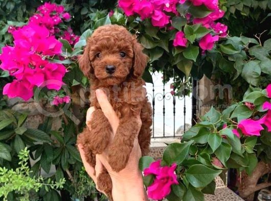MUKEMMEL KALITEDE TOY POODLE YAVRULARI VONALP PET GARANTISIYLE