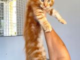 Mainecoon Red Erkek 2 Aylık