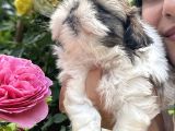 Shih Tzu Sevimli Yavrular